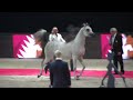 Memories of paris  world arabian horse championships 2022  part 16  championship  yearling male