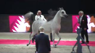 Memories of Paris - World Arabian Horse Championships 2022 - Part 16 - Championship - Yearling Male