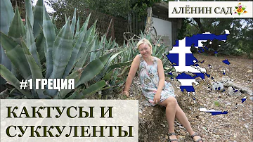 ГРЕЦИЯ / КАКТУСЫ И СУККУЛЕНТЫ в диких условиях / В гостях у блогера - коллекционера кактусов