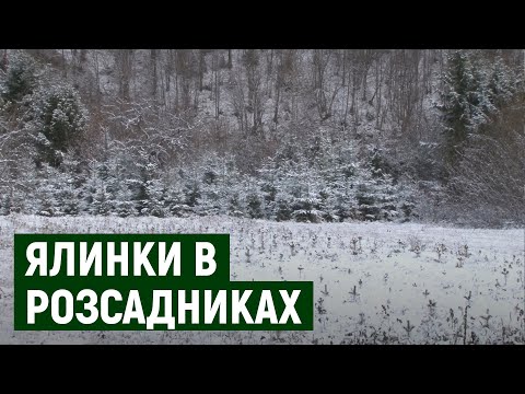 Новорічну ялинку можна буде купити в розсадниках на Міжгірщині