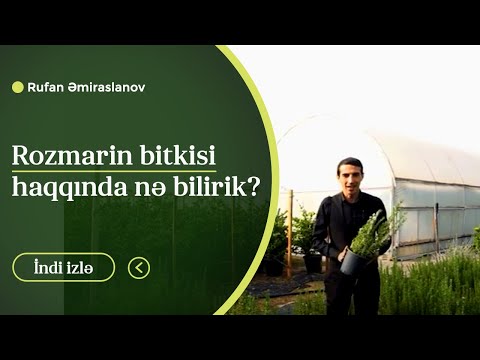 Video: Rozmarin Bitkilərinin Çoxalması Haqqında Məlumat