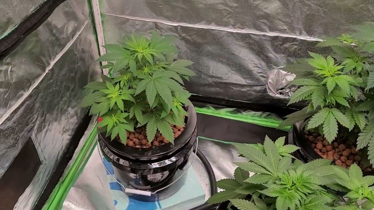 week 4 ( Veg) White Widow Strain