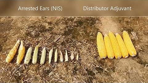 Sam Noe Capstone BASF 2020