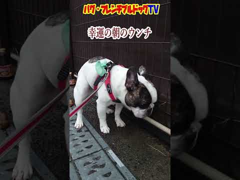 見ると幸せになる！ 幸運の朝のウンチ　フレンチブルドッグ『ぶーちゃん日記』Frenchbulldog From Japan