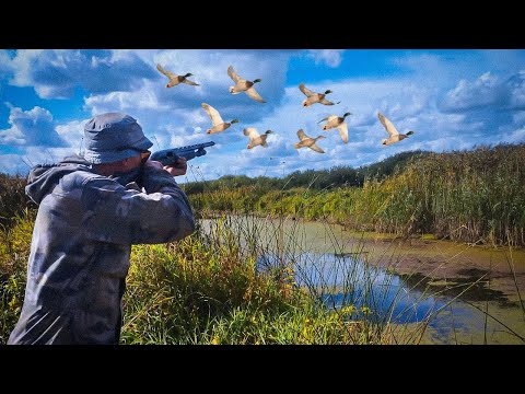 Video: Miten saat koirasi mennä Kiddie-altaaseen