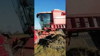 Laverda 28.60 Çeltik Biçimi Fener Köyü