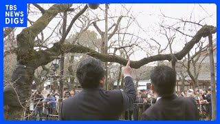 東京の桜　開花発表はお預け　基準にあと1輪足りず｜TBS NEWS DIG