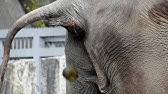 ゴリラがウンコを食べる瞬間 Part2 東山動物園 Youtube