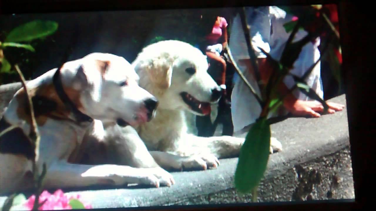 Homeward Bound 2 Chance And Delilah