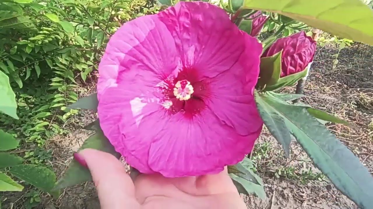 Сад півдня Гібіскуси трав