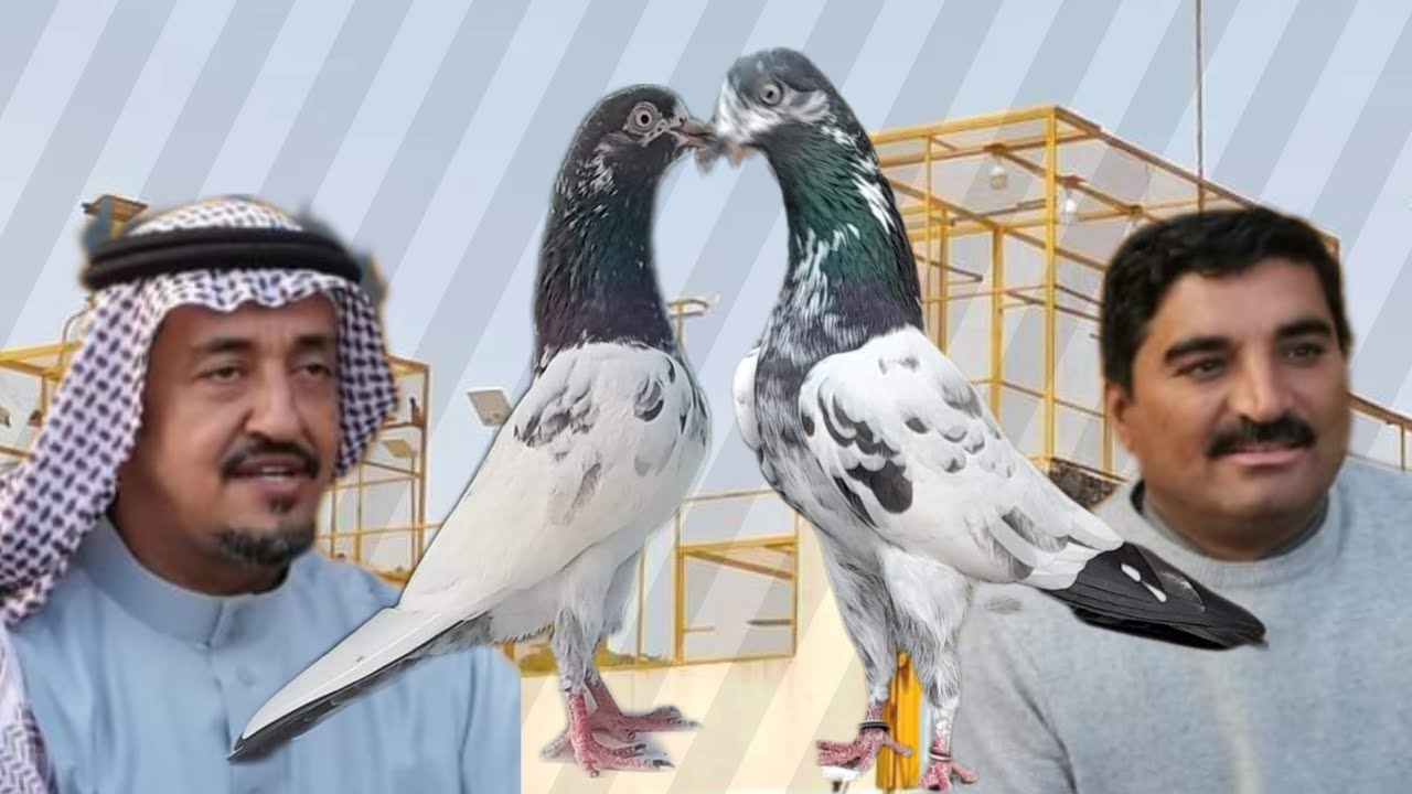 Ustad Haji Shafqat Cheema sab ki chat se pigeons - YouTube
