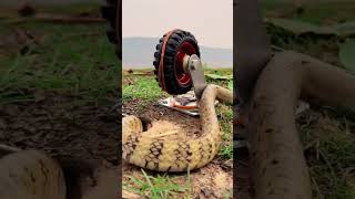 Diy Snake Trap Video For Snake Trap For Snake Video