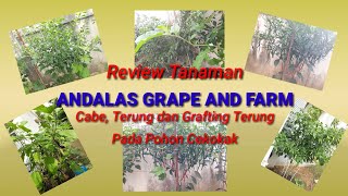 Review Tanaman Cabe, Terung dan Hasil Grafting Terung pada Tanaman Cekokak