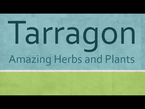 Video: Tanaman Tarragon Meksiko - Tips Menumbuhkan Herbal Tarragon Meksiko