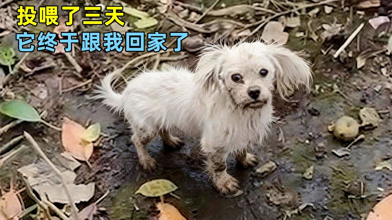 连续投喂流浪狗3天，最后狗狗的反应，暖到心坎里