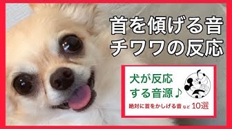 犬が首を傾げる音 Youtube