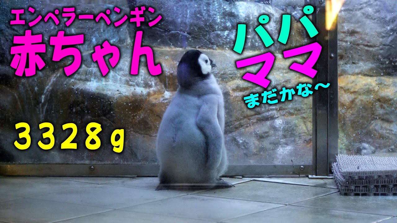 Детёныш императорского пингвина с нетерпением ждёт возвращения мамы на работу.