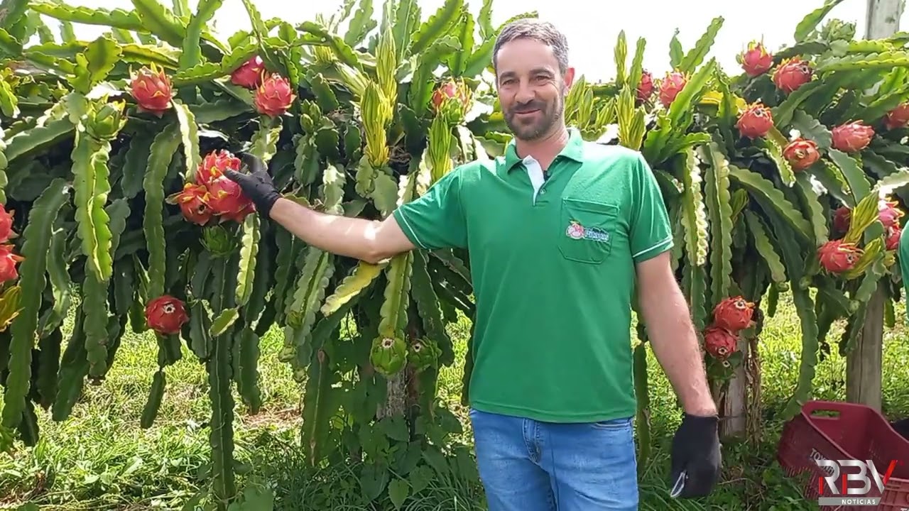 Produtor de pitaya em Videira espera colher 40 toneladas da fruta nesta safra