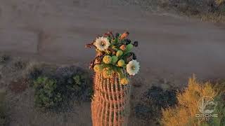 Saguaro Bloom