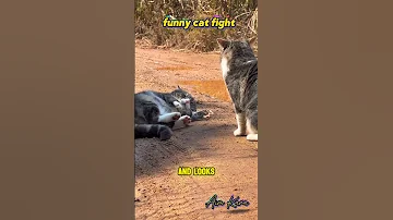 Funny Cat Fight Fyp Popular2025 Cat 