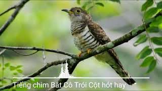 Tiếng chim Bắt Cô Trói Cột hót hay