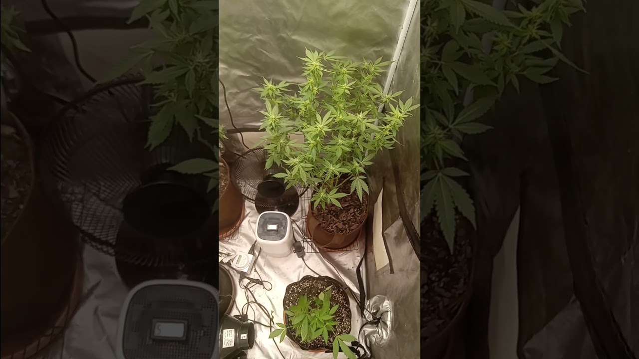 early flowering stage...  follow page on FB at High Life.