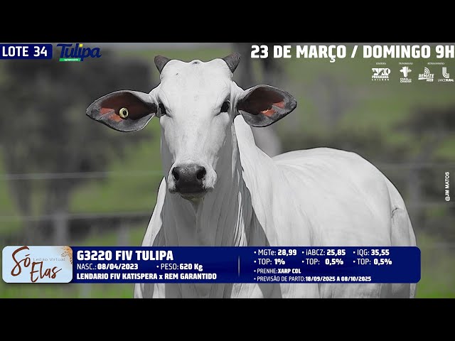 LOTE 34   TUL 3220