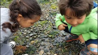 Tide Pools for Tots STARS