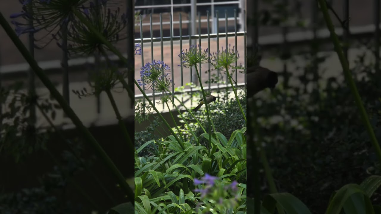 My Last Video in time of Tribulation