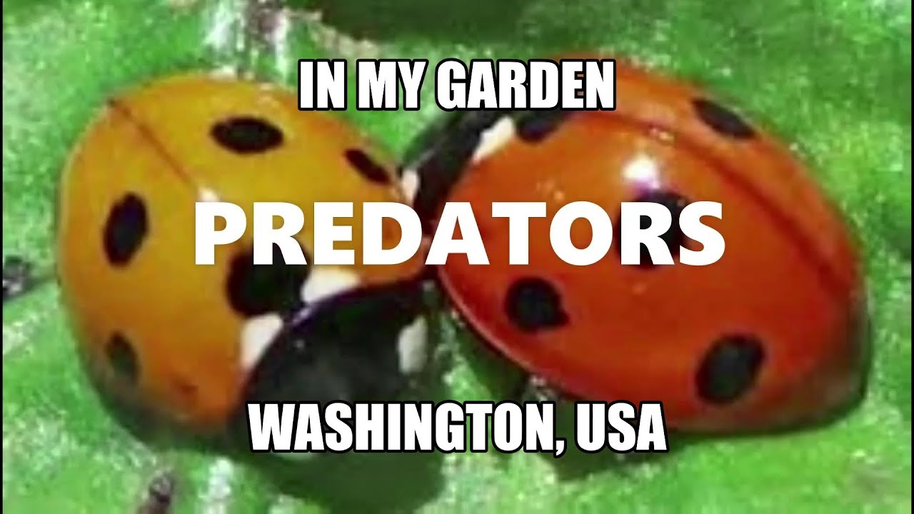 APHIDS vs LADYBUGS in my garden YouTube