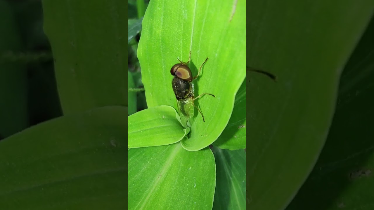 Orange-horned green colonel/Coronel verde de cuernos anaranjados (Odontomyia angulata)