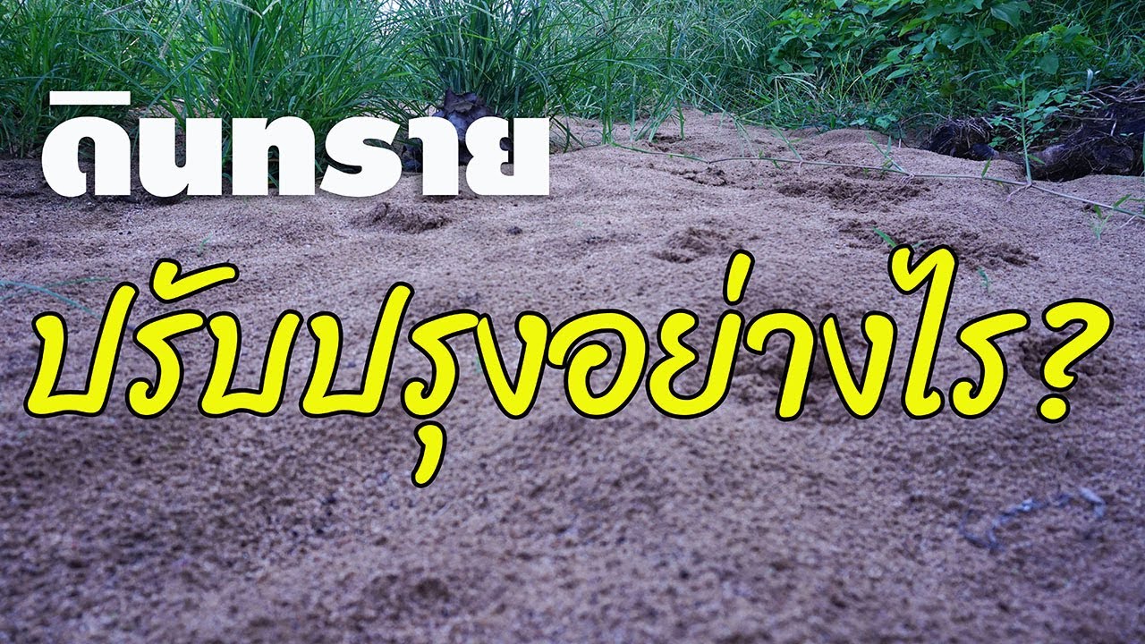 ดิน ทราย ปลูก อะไร ดี  New Update  ดินทรายปรับปรุงอย่างไร? และปลูกอะไรได้บ้าง?