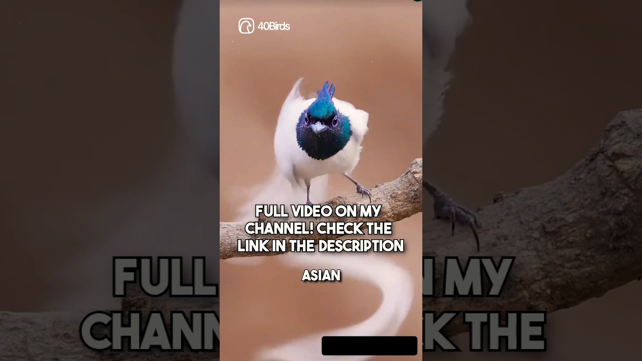 Most Elegant Bird in the World? | Asian Paradise Flycatcher 🕊️ 