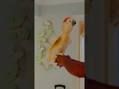 Moluccan cockatoo dancing with Raul Alejandro song .#parrot #birds #pets #viral #nature #amazon.