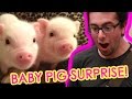 Guy Gets Surprised With Tiny Pigs