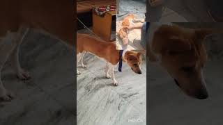 Dog successful treatment and vaccination done