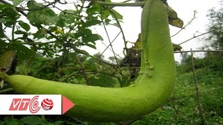 Quả mướp: Rau ngon chữa hen suyễn | VTC