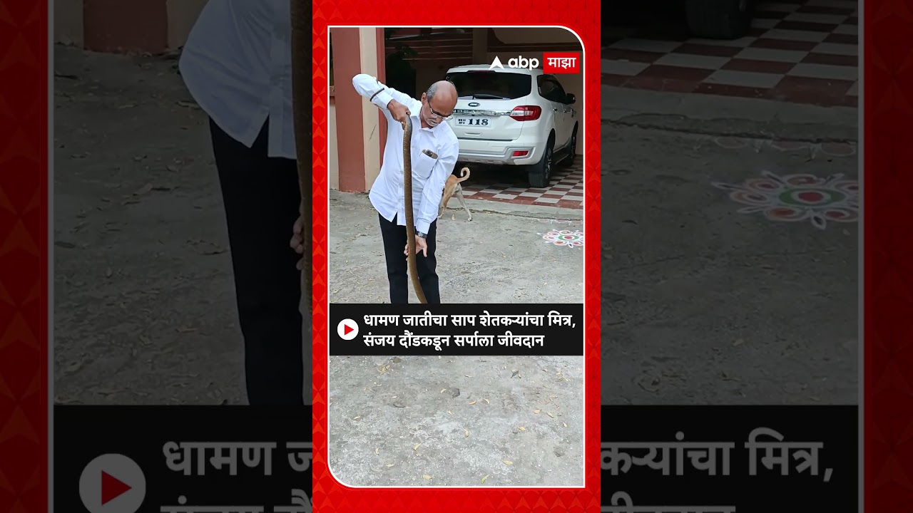 Sanjay Daund : धामण जातीचा साप शेतकऱ्यांचा मित्र,संजय दौंडकडून सर्पाला जीवदान