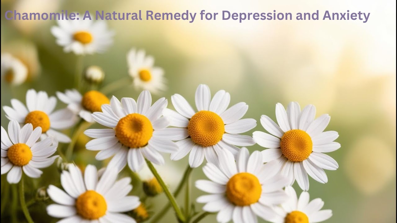 A Natural Remedy for Anxiety: Chamomile!