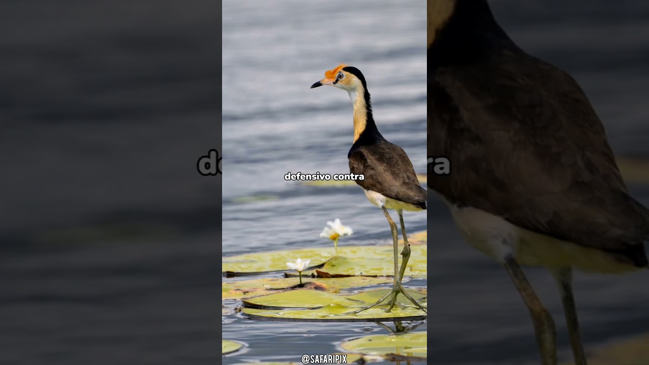 Los jacánidos: las aves que caminan sobre el agua