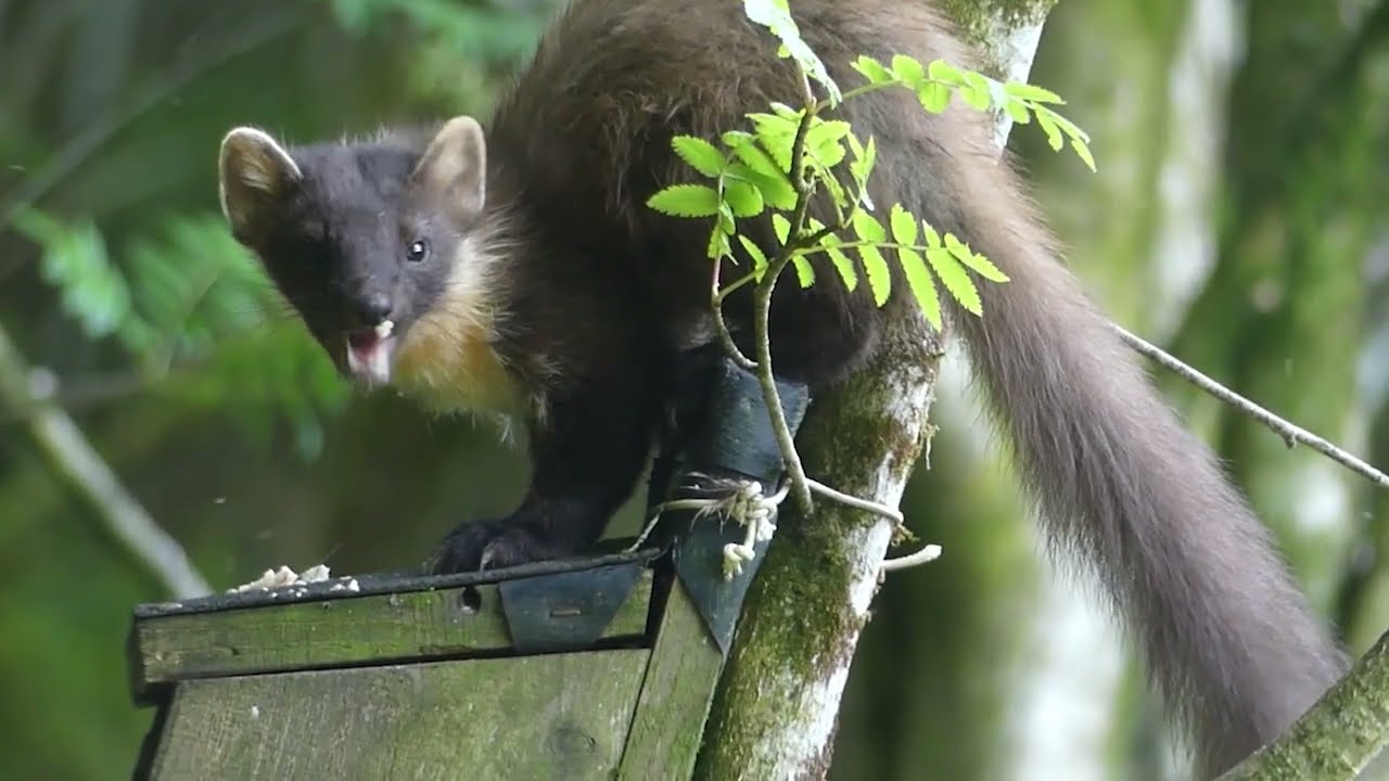 Argyll Beaver Centre - Pine Marten