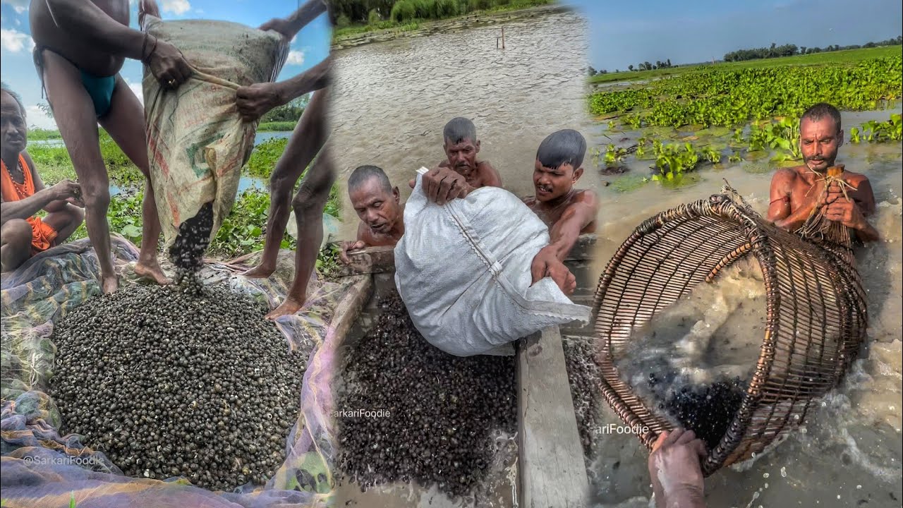 Fox nut full making process | Street food India - YouTube