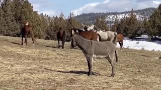 Chief Meeting The Boys Herd (Rescued Wild Mustangs)