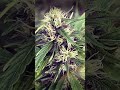 Schwazzing - Ice Cream Cake by Barney's Farm #420