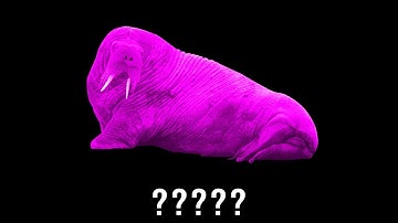 18 Walrus "Groan" Sound Variations in 35 Seconds | MODIFY EVERYTHING