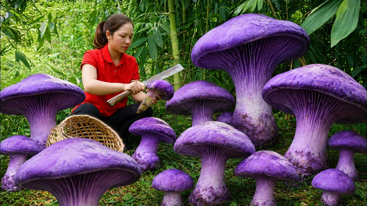 Harvesting 1000 + Kg Delicious Purple Mutant Mushrooms To Sell At