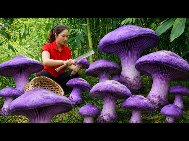 Harvesting 1000 + Kg Delicious Purple Mutant Mushrooms To Sell At