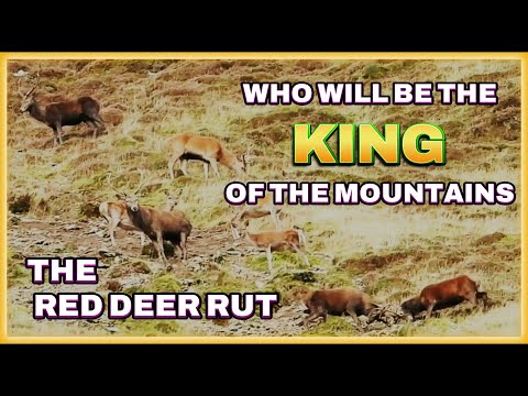 Stags Try to Impress the Hinds 🦌 🦌 Until a HUGE Confident STAG Makes His Move 👀 RED DEER RUT 2025