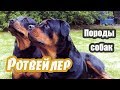 Породы собак. Ротвейлер