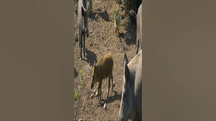 Wild Boars in the forest, wild boar made its way | boar animal #shorts